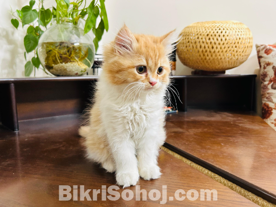 Persian kitten